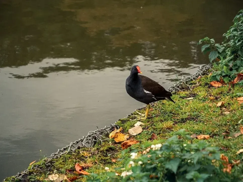 Common moorhen can be recognized thanks to their red frontal shield and bright yellow legs and feet.