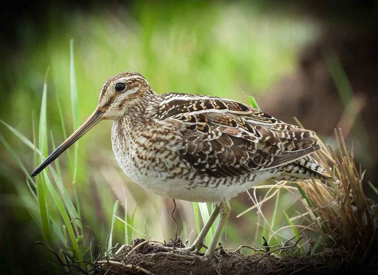 Fun Common Snipe Facts For Kids