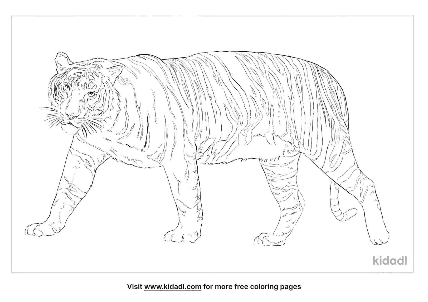 coloring page that have sumatran tiger