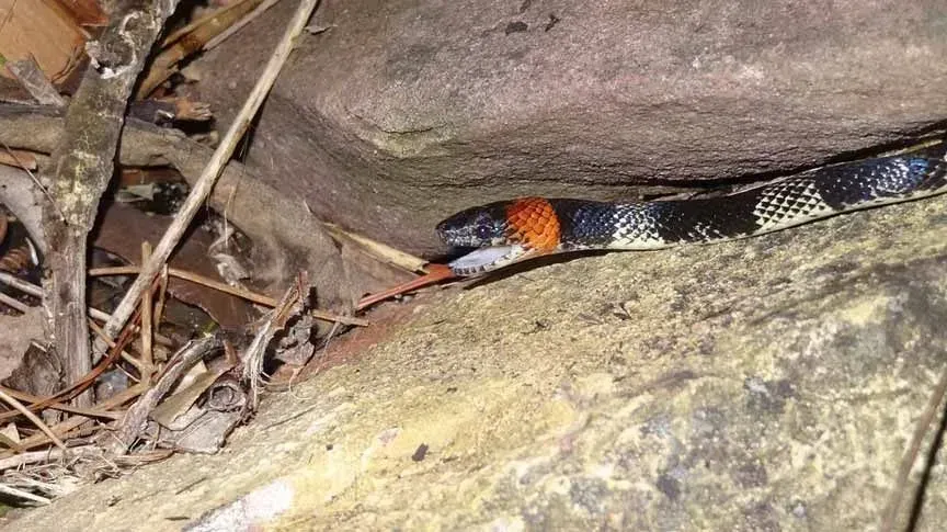 Coral snake venom facts are intriguing at times due to the species' small size.