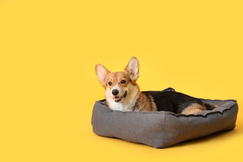 Cute corgi dog on pet bed in yellow background.