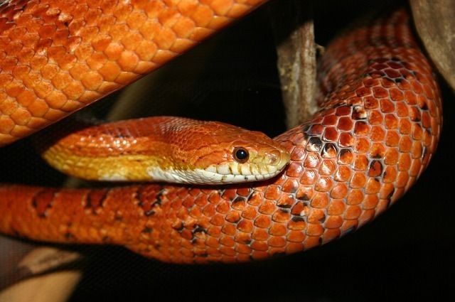 People often read snow corn snake facts and care for their snake pets.
