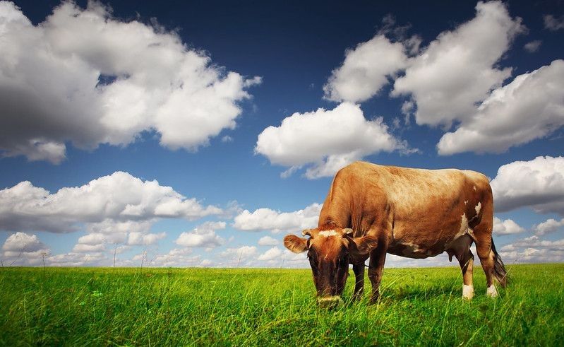 Cow eating green grass on a meadow