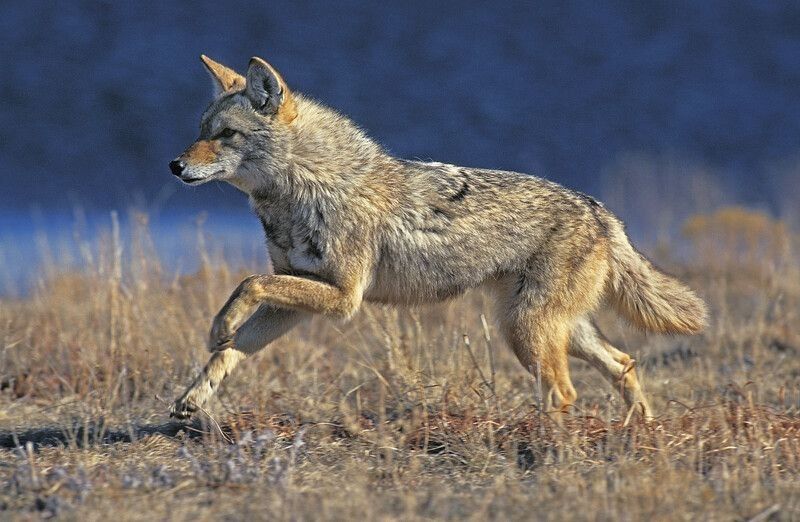 Coyote running in dry field.