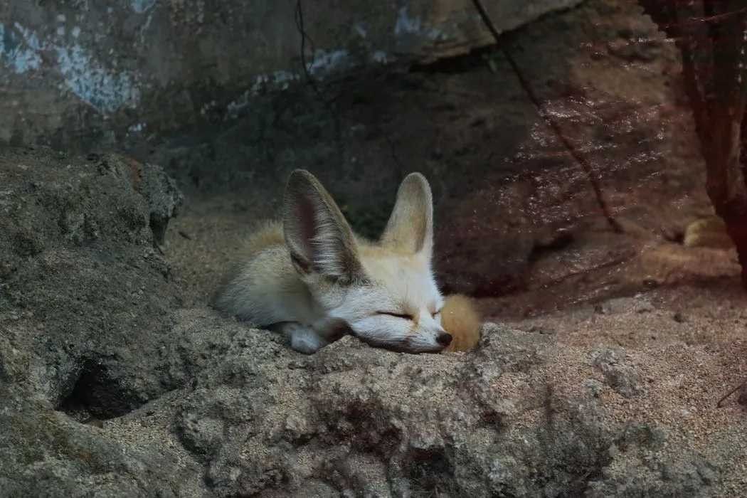 cream color fennec crepuscular fox