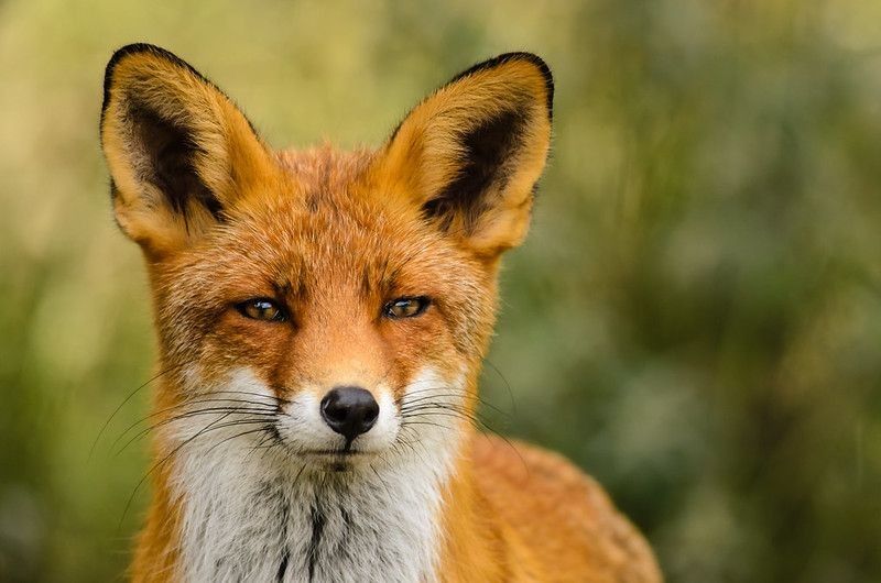 Portrait of a red fox - Nicknames