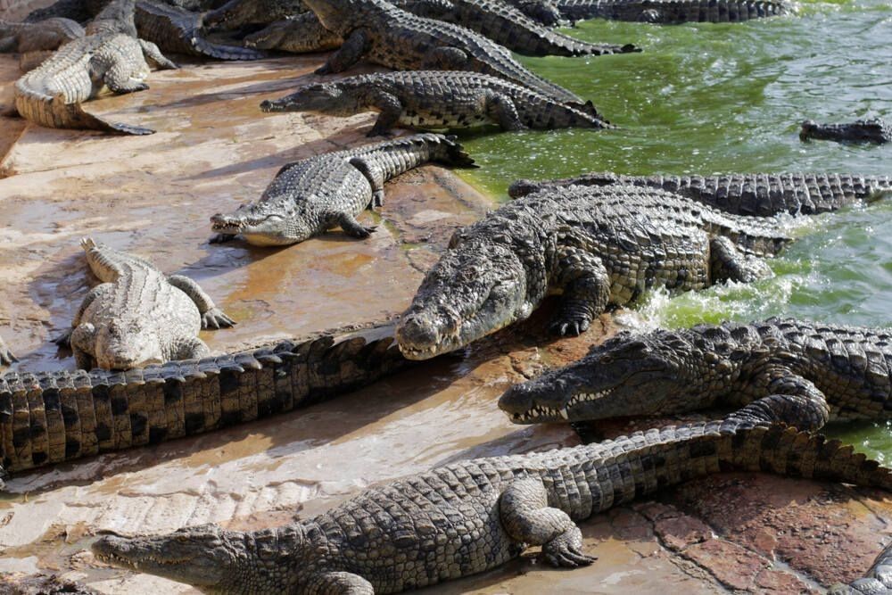 Crocodiles in the pond.