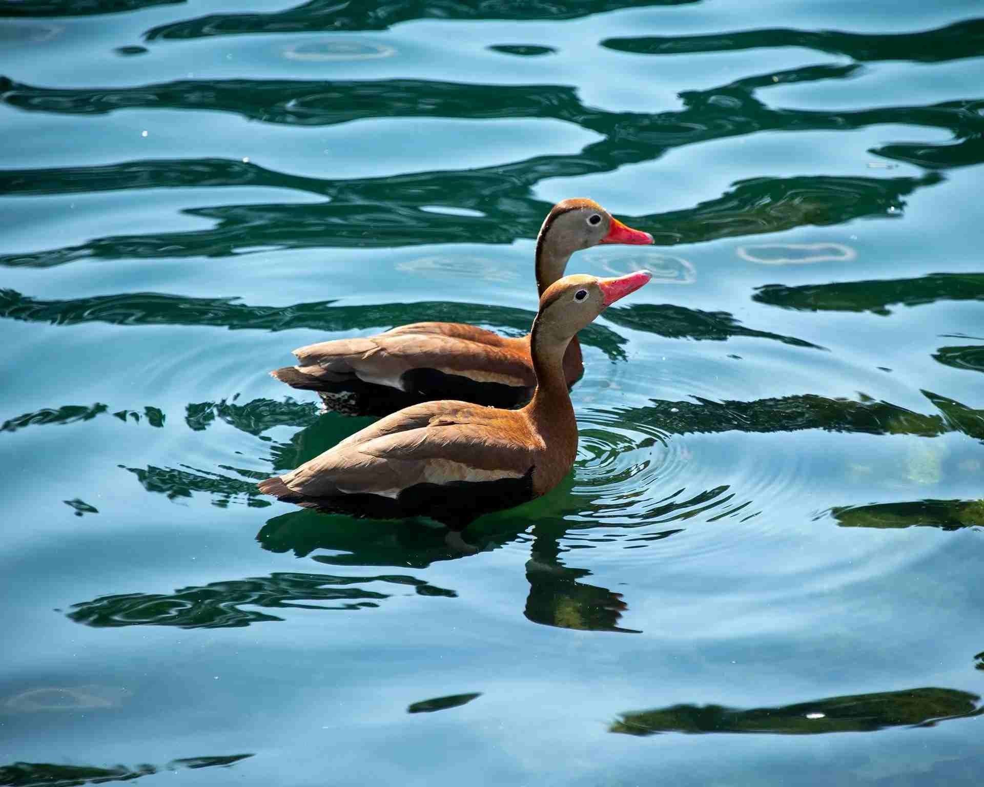 Two black-bellied whistling ducks on the water.