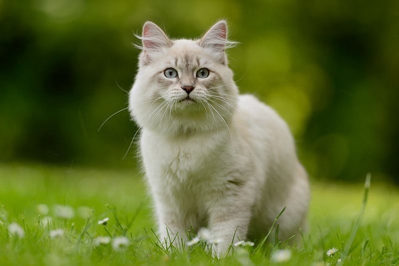 Siberian cat sitting on grass