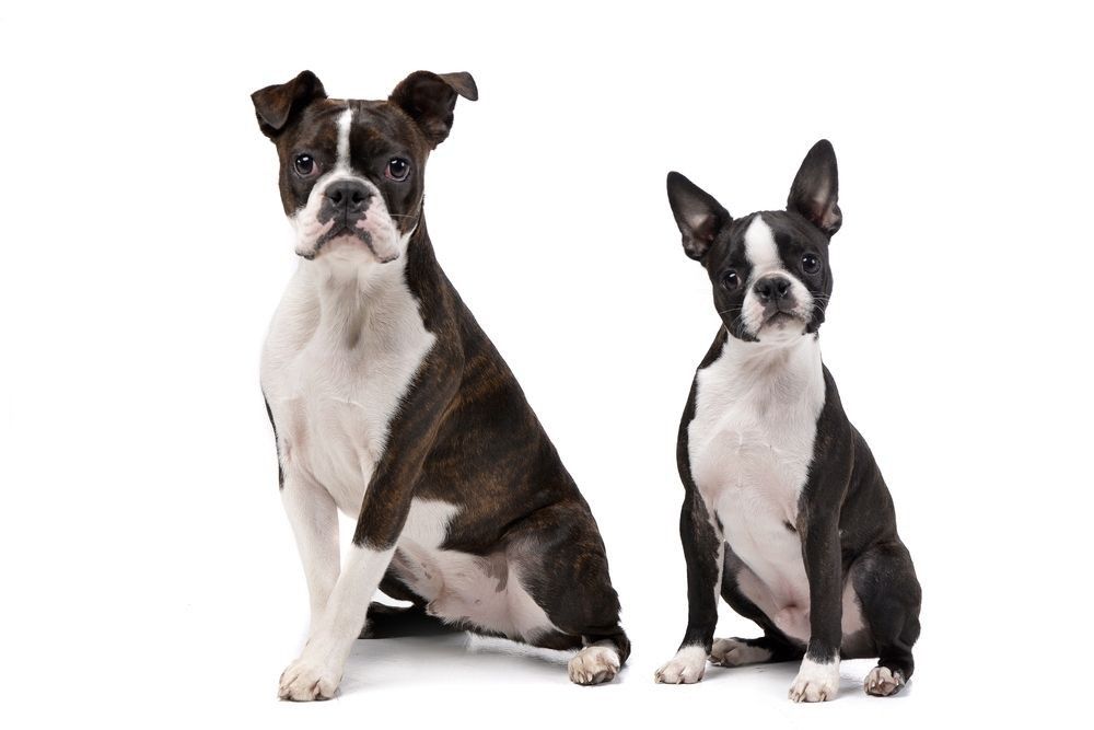 Studio shot of an adorable Boxer and a Boston terrier sitting in white background.