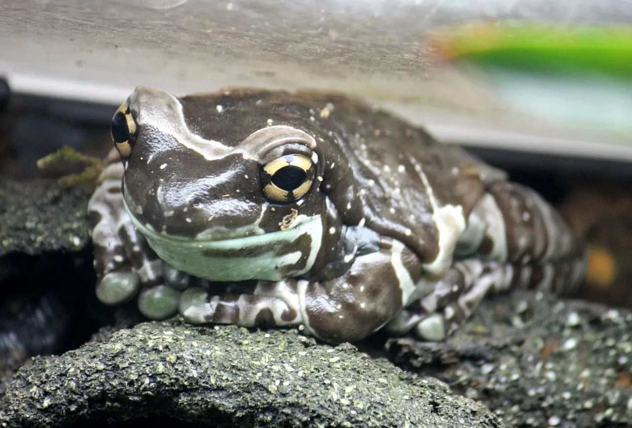 Milk Frog Amazon facts for young kids.