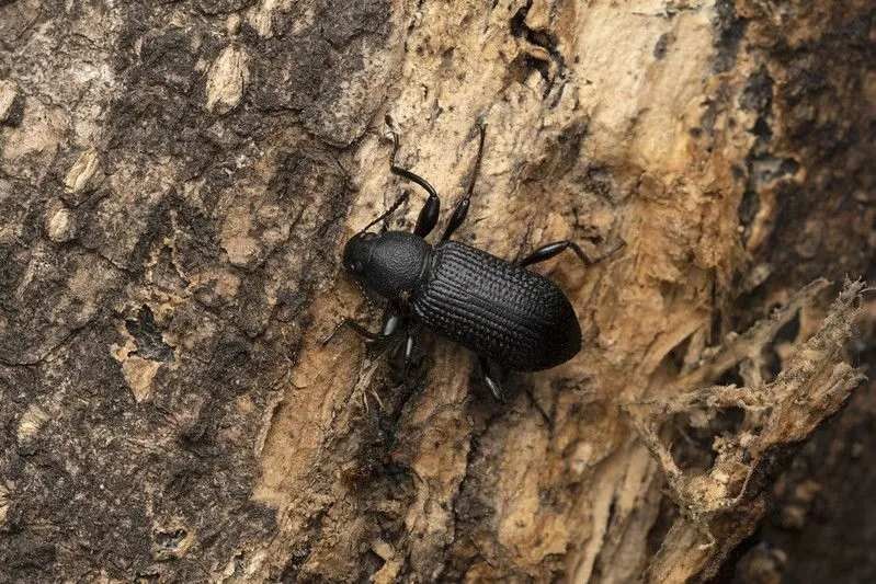 Darkling beetles are small rounded worms