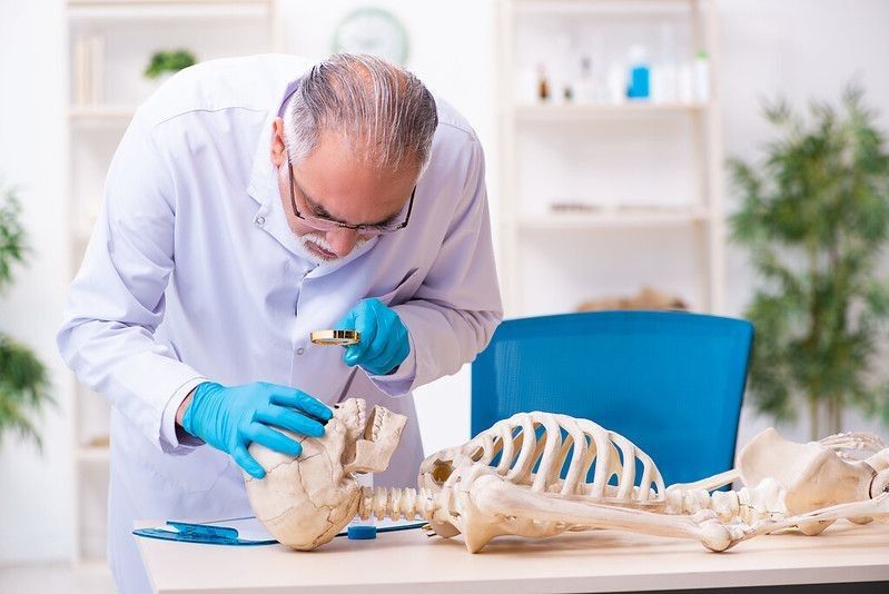 Doctor studying human skull