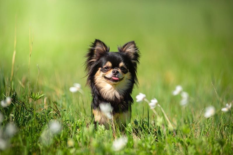 Chihuahua dog running in the field