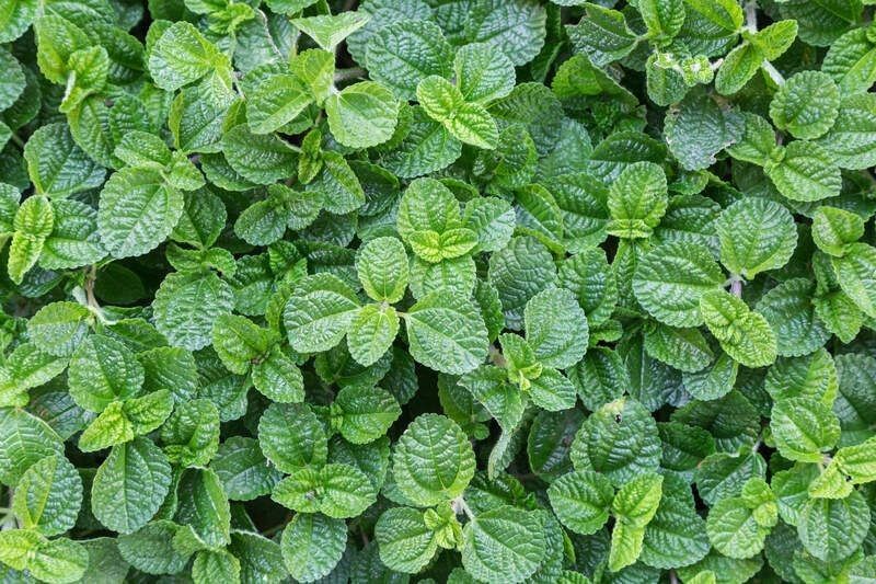 Mint leaf or peppermint plant in vegetable garden.
