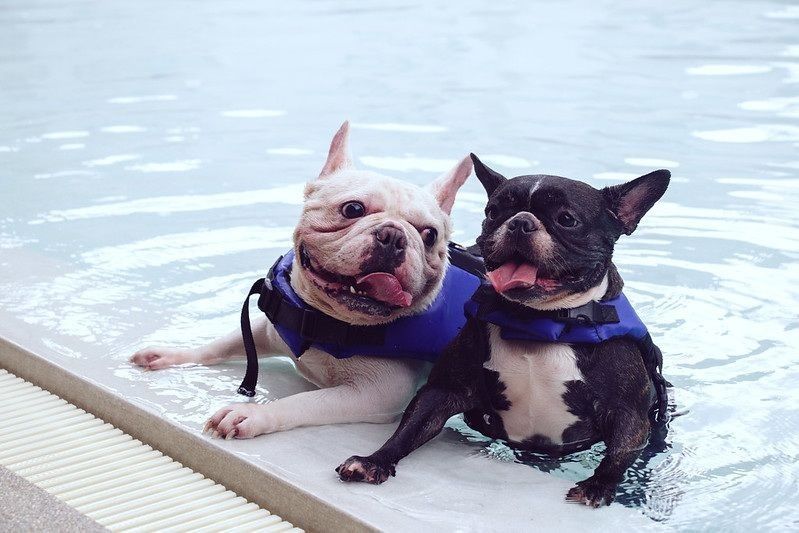 Dogs wearing life jackets and caught the poolside in the outdoor swimming pool
