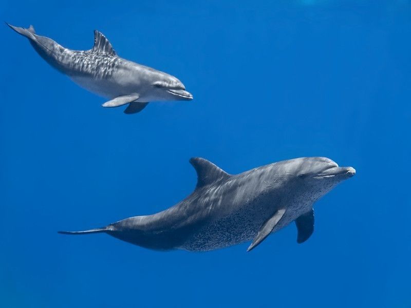 Dolphins swimming in water of the blue tropical sea.