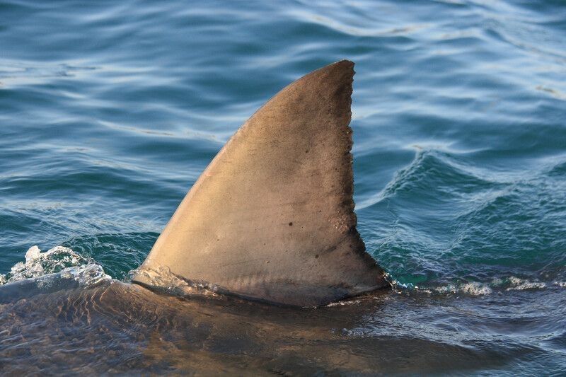 Dorsal fin of a shark.