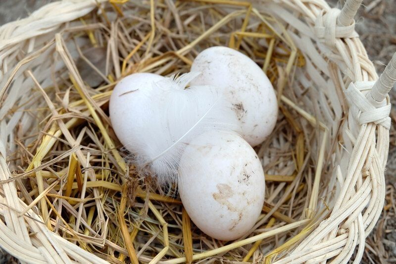 Fresh Muscovy duck eggs in the basket on the ground.