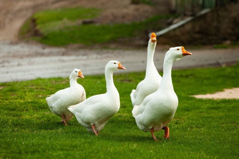 Flock of white domestic geese on the pasture.