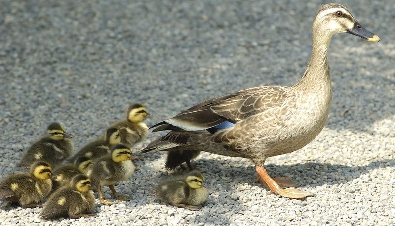 Duckling And Its Parent