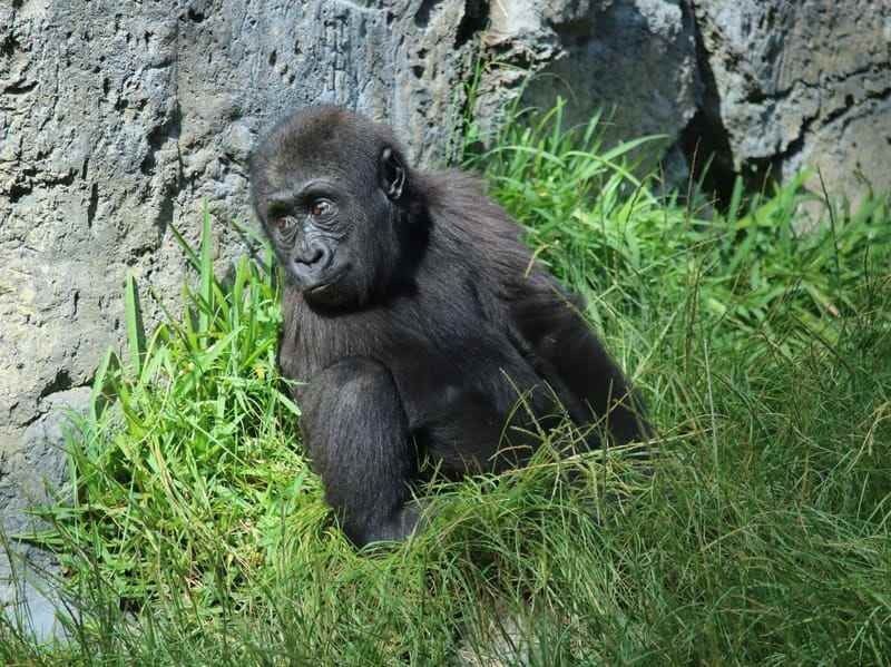 Interesting Eastern Lowland Gorilla Facts