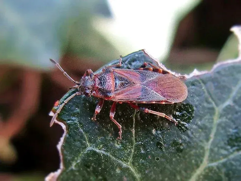 Elm seed bugs are brown, red, and black in color depending on their age.