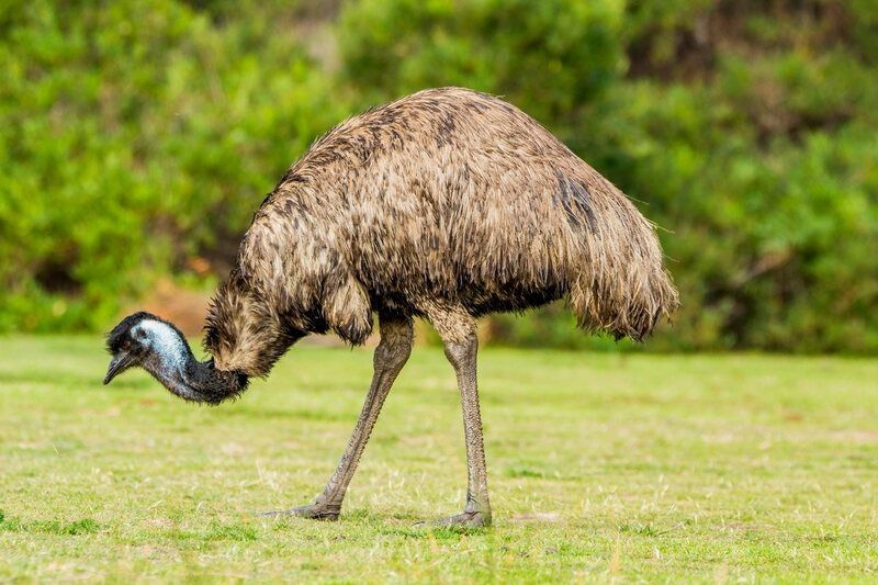 Emu in park.
