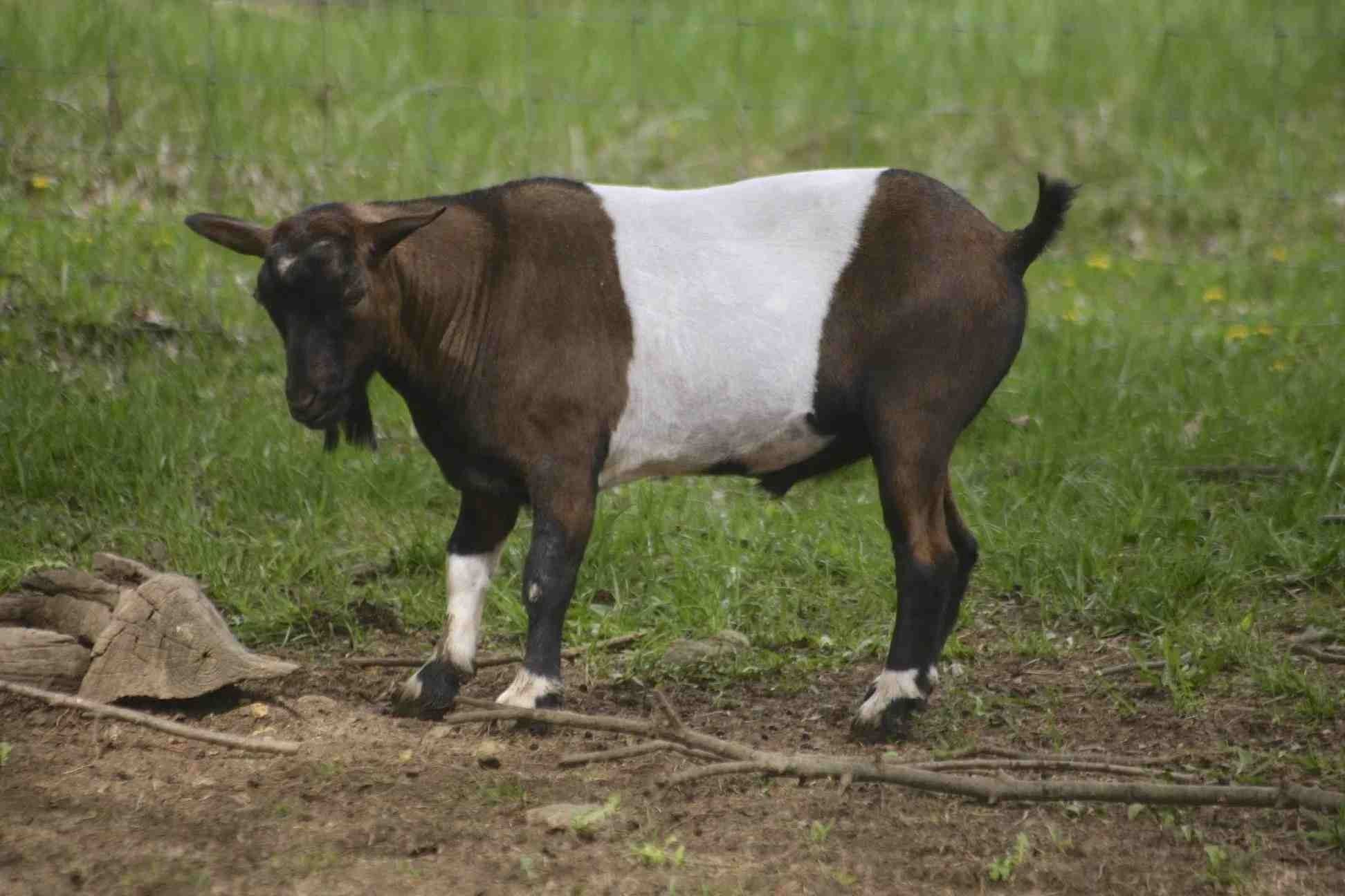 A Fainting Goat on a field.