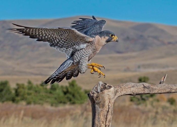 Falcon bird facts about falcon diet, falcon talons, and falcon claws for bird enthusiasts to learn.
