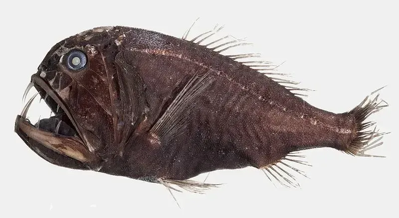Fangtooth facts about this deep-sea fish