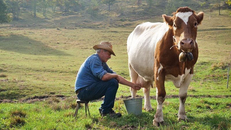 Farmer milking cow