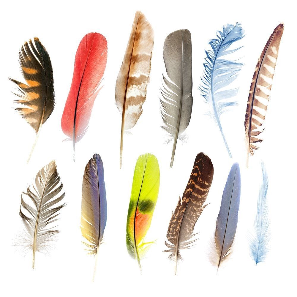 Collection of pen feathers of birds