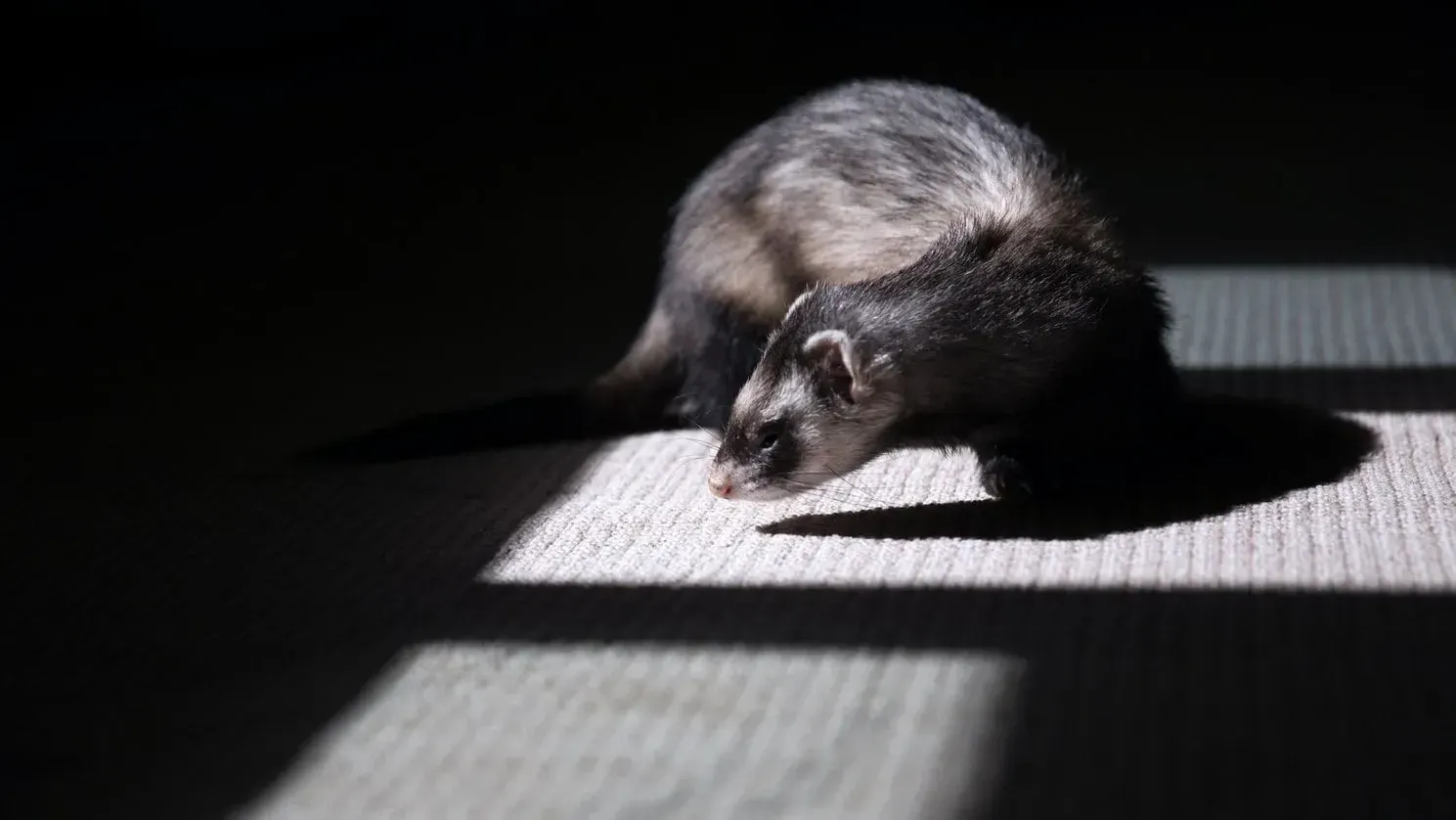 Ferrets have a similar appearance to that of a weasel or a mink.