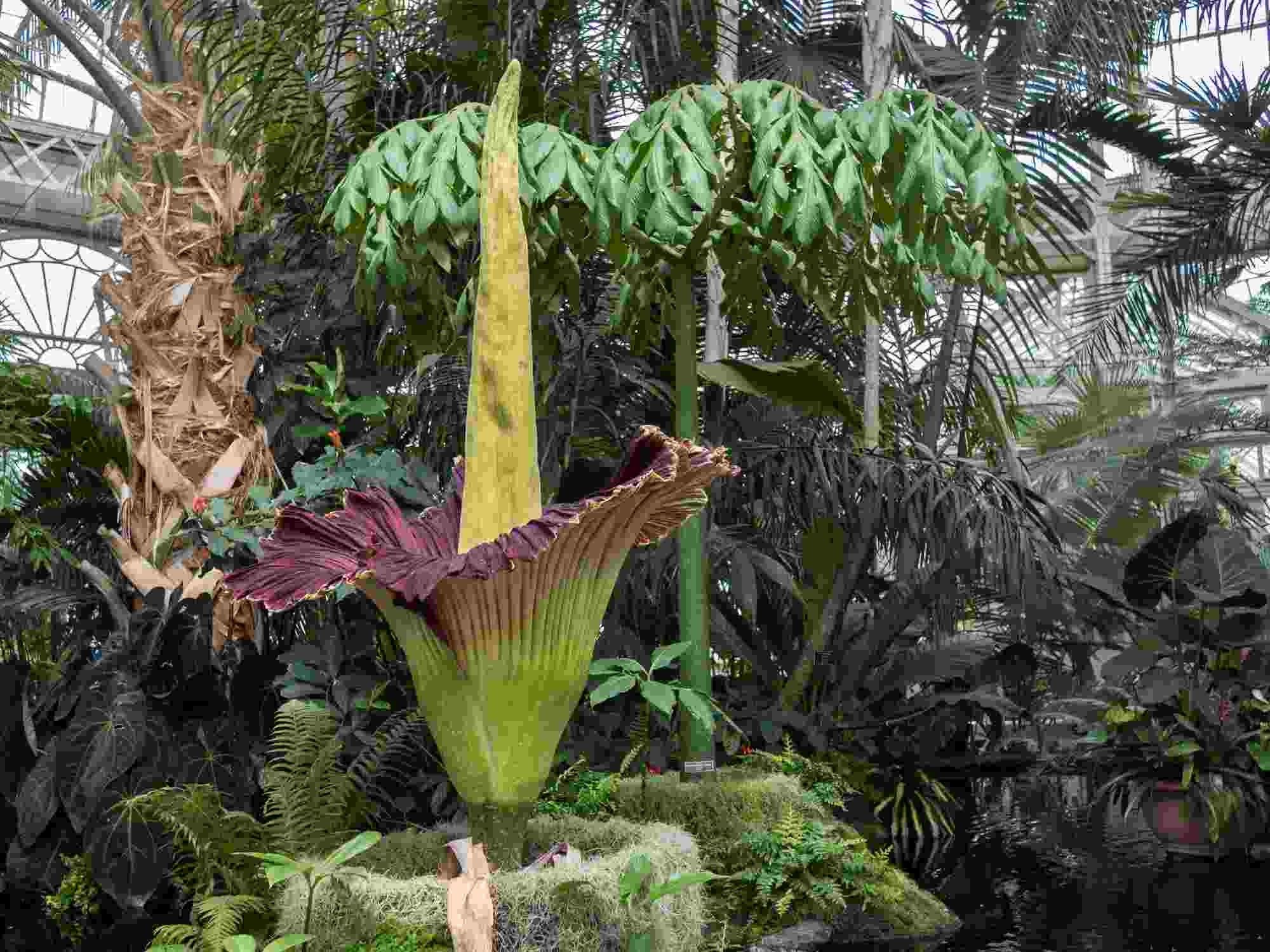 27 corpse flower facts: is it the rarest flowering formation? | kidadl
