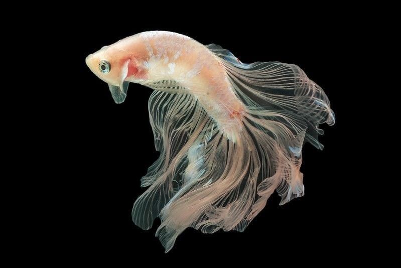 Cellophane betta fish swimming in the dark ocean
