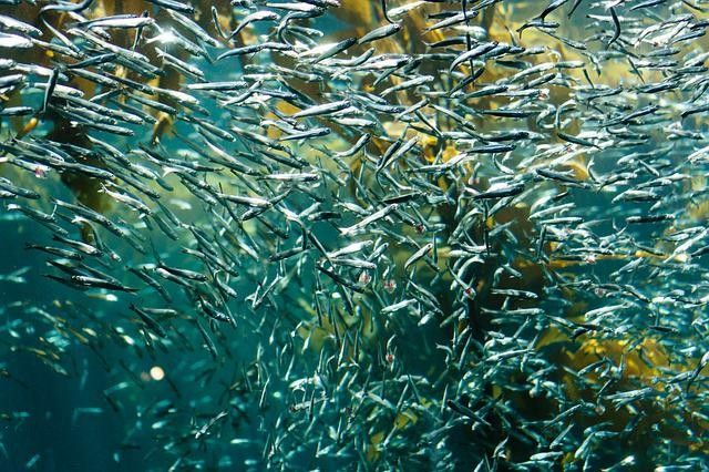 When they are caught, schools of Atlantic silversides tend to flash very brightly.