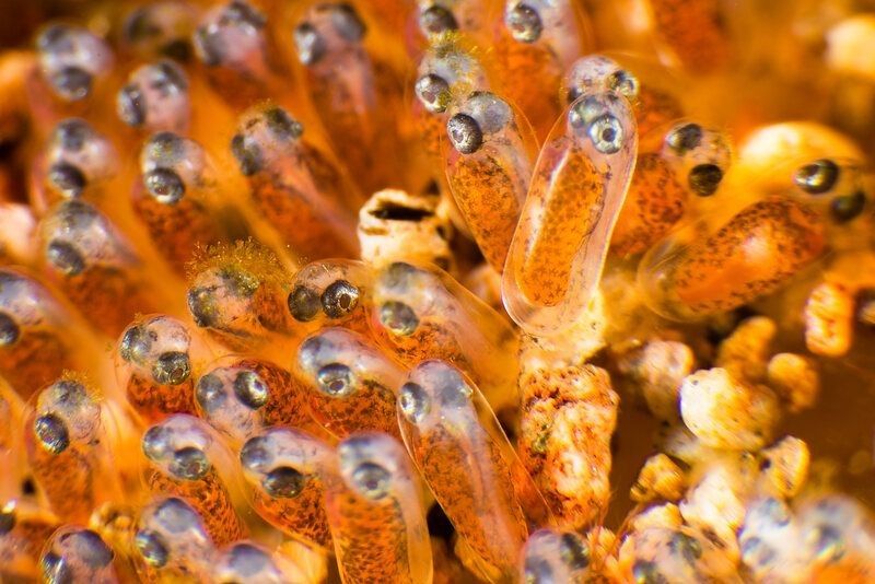 Clownfish eggs closeup.