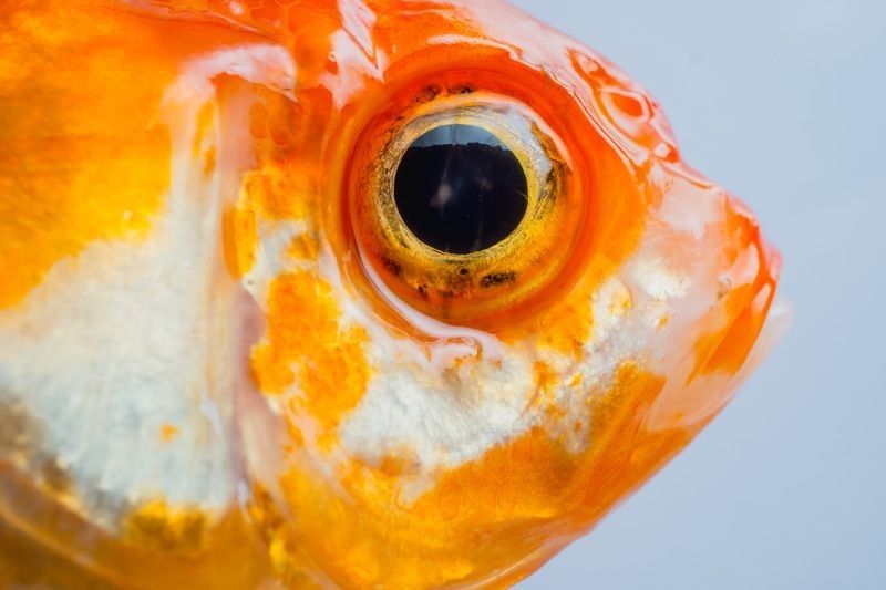 Macro close-up eye and faces goldfish.
