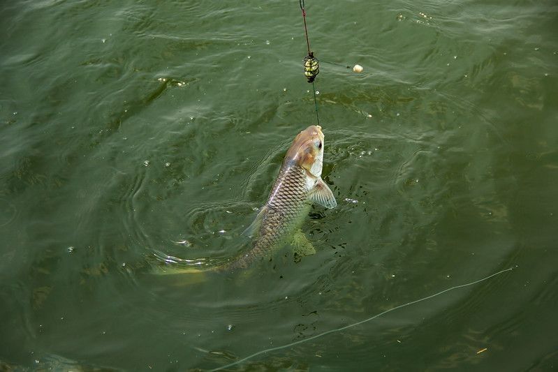 A fish eating something from fishing rod wire