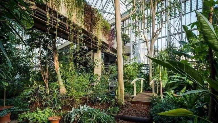 The Barbican Conservatory rises up as a huge greenhouse
