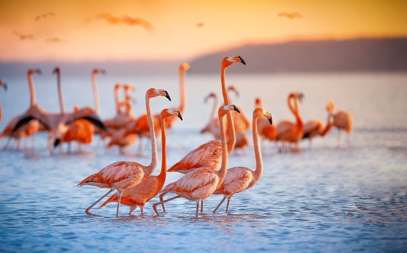 Pink flamingos during a brilliant sunset.