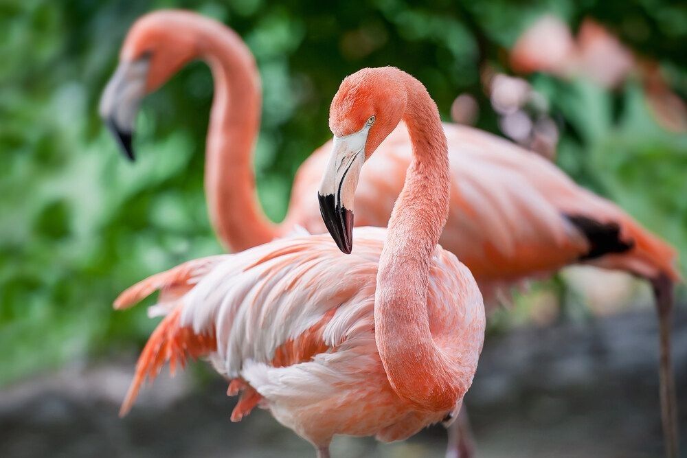 A photo of a flamingo 