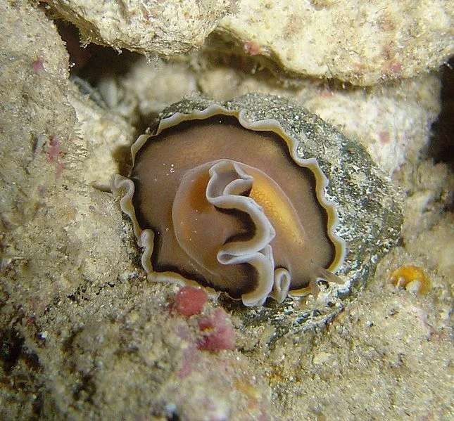 flatworms are parasitic in nature