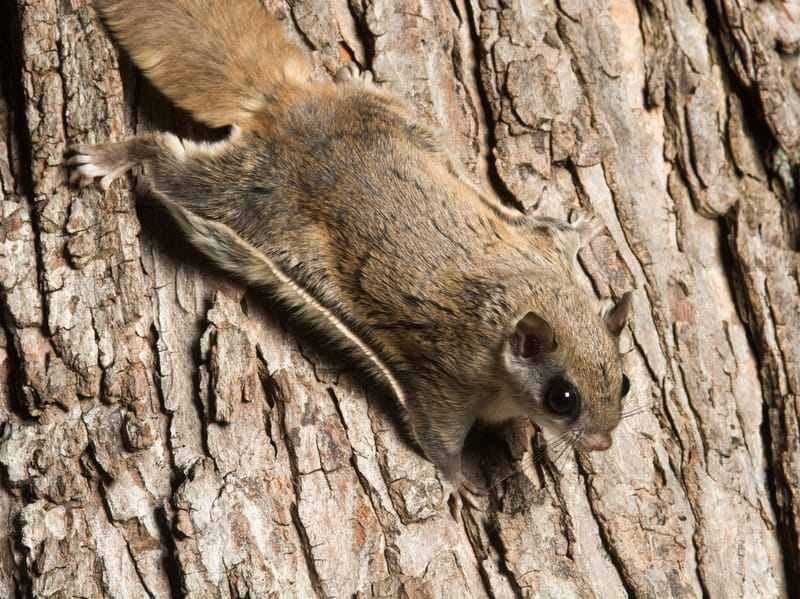 Interesting Flying Squirrel Facts
