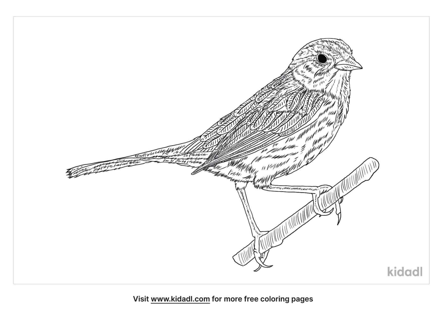 coloring page that have swamp sparrow
