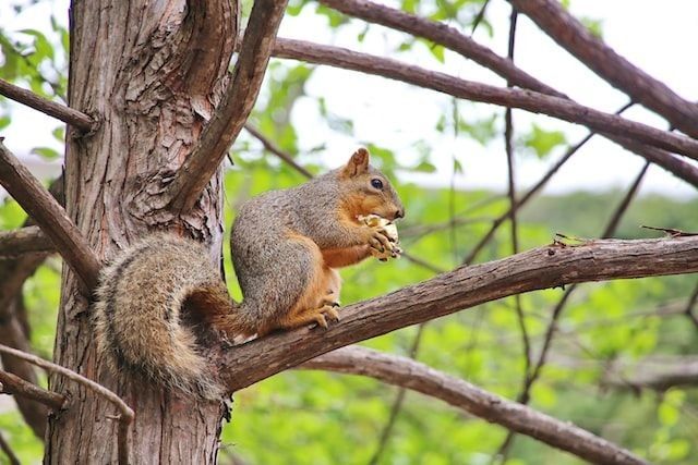 Eastern fox squirrels love spending time on trees with nuts