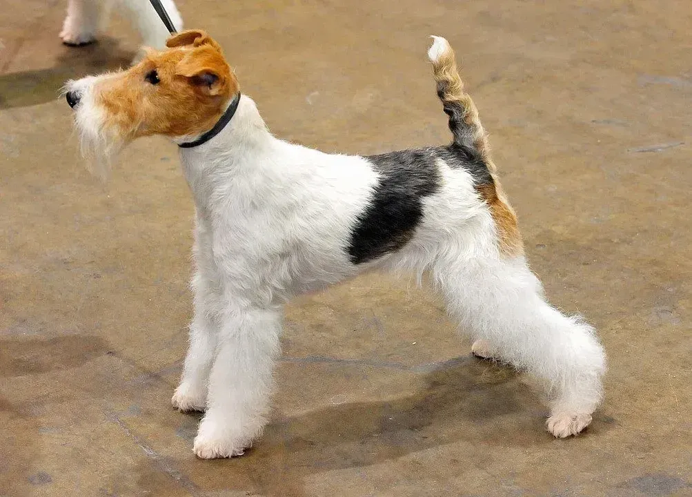 Fox Terriers are playful and family-friendly dogs that require regular exercise and grooming.