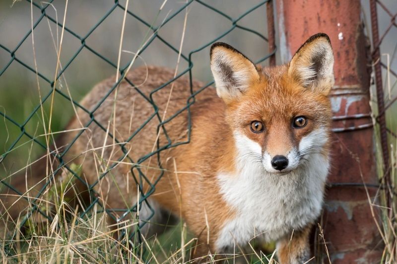 A fox comes through a hole in the fence.