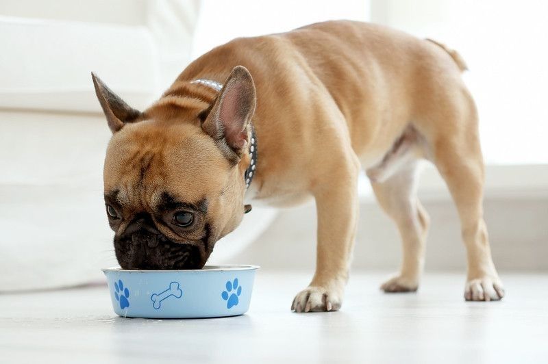 Cute dog eating food.